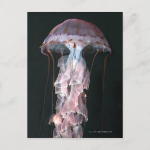 Juvenile jellyfish, Chrysaora (Pelagia) Postcard