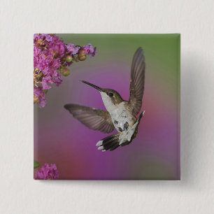 Juvenile male Ruby Throated Hummingbird 15 Cm Square Badge