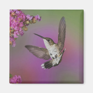 Juvenile male Ruby Throated Hummingbird Magnet