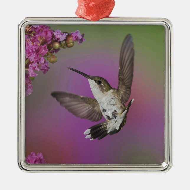 Juvenile male Ruby Throated Hummingbird Metal Tree Decoration (Front)