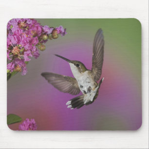 Juvenile male Ruby Throated Hummingbird Mouse Mat
