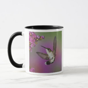 Juvenile male Ruby Throated Hummingbird Mug