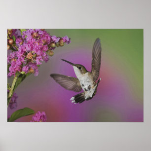 Juvenile male Ruby Throated Hummingbird Poster
