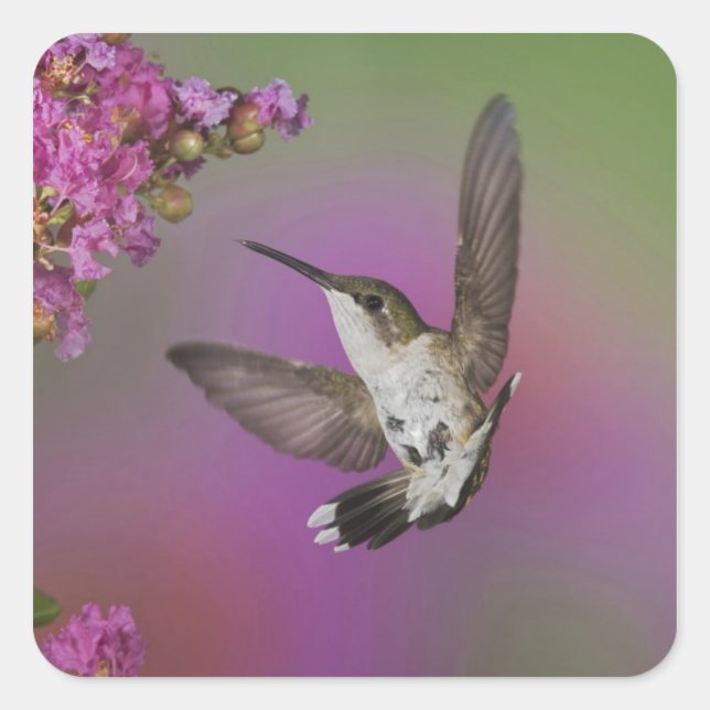 Juvenile male Ruby Throated Hummingbird Square Sticker (Front)