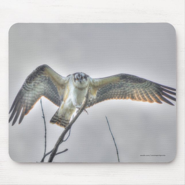 Juvenile Osprey Fish-Eagle Wildlife Photo Scene Mouse Mat (Front)
