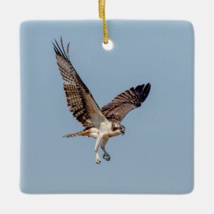 Juvenile Osprey in flight Ceramic Tree Decoration