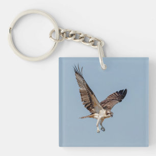 Juvenile Osprey in flight Key Ring