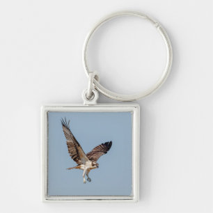 Juvenile Osprey in flight Key Ring