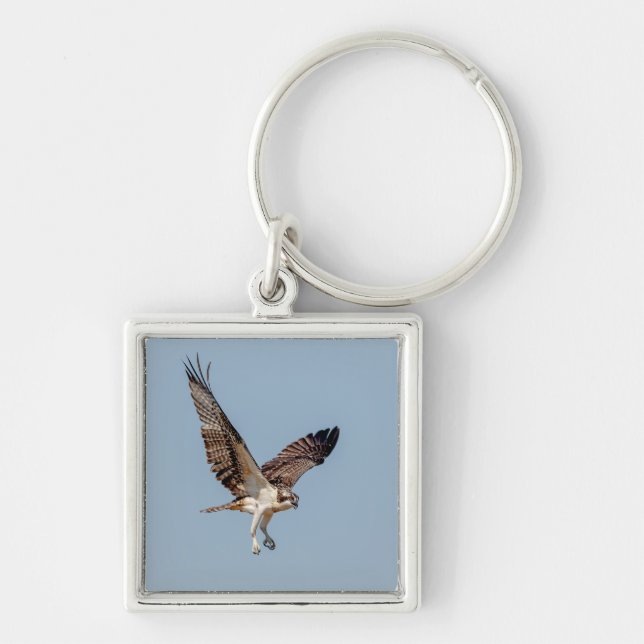 Juvenile Osprey in flight Key Ring (Front)
