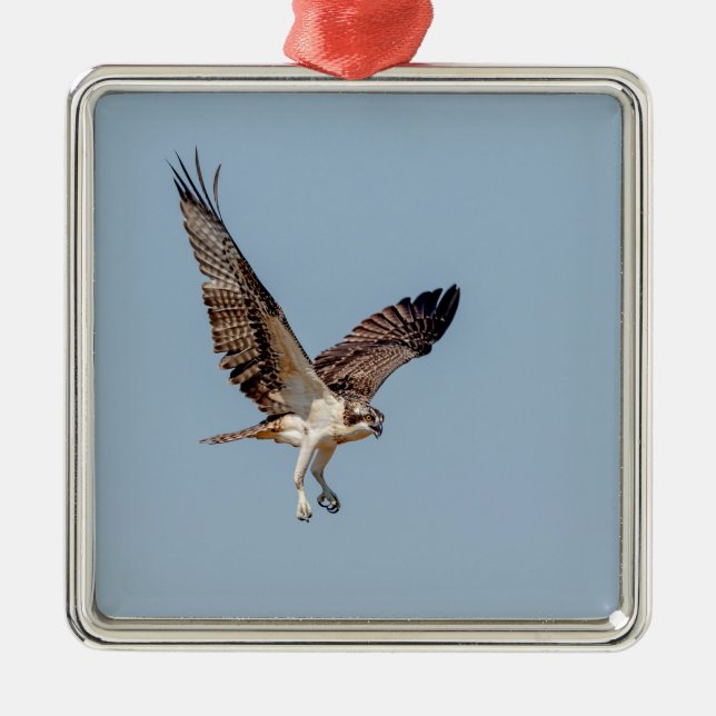 Juvenile Osprey in flight Metal Tree Decoration (Front)