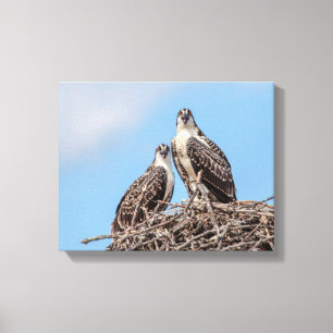 Juvenile Osprey in the nest Canvas Print