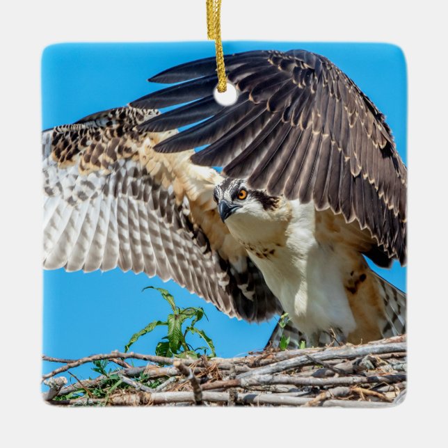Juvenile Osprey in the nest Ceramic Ornament (Front)