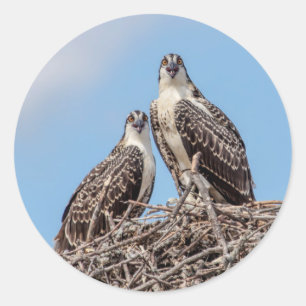 Juvenile Osprey in the nest Classic Round Sticker