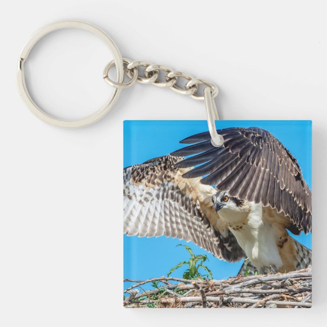 Juvenile Osprey in the nest Key Ring (Front)