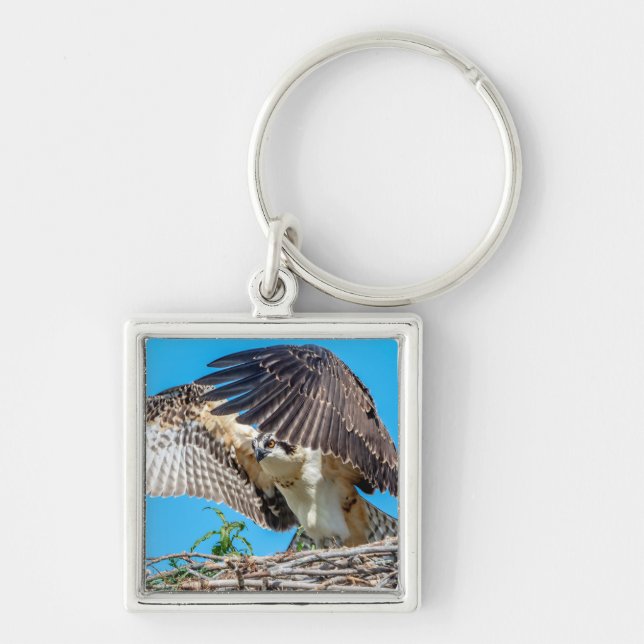 Juvenile Osprey in the nest Key Ring (Front)