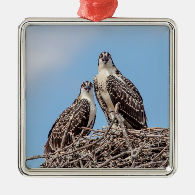 Juvenile Osprey in the nest Metal Tree Decoration (Front)