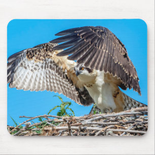 Juvenile Osprey in the nest Mouse Mat