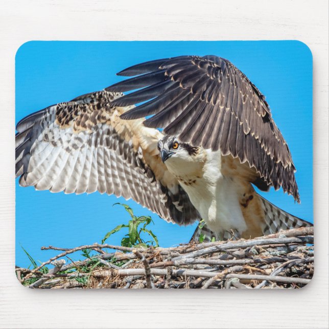 Juvenile Osprey in the nest Mouse Mat (Front)