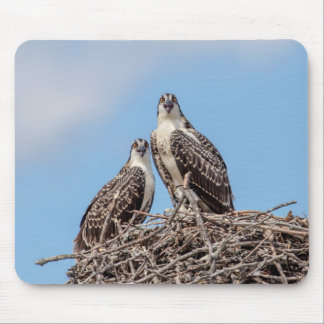 Juvenile Osprey in the nest Mouse Mat