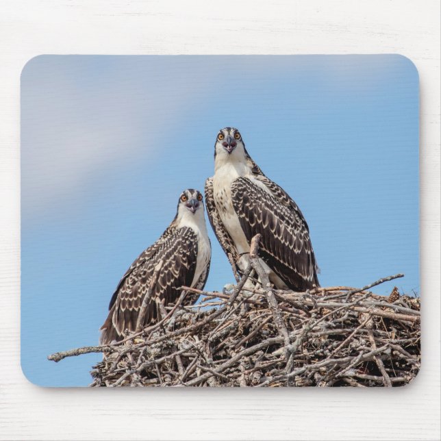 Juvenile Osprey in the nest Mouse Mat (Front)