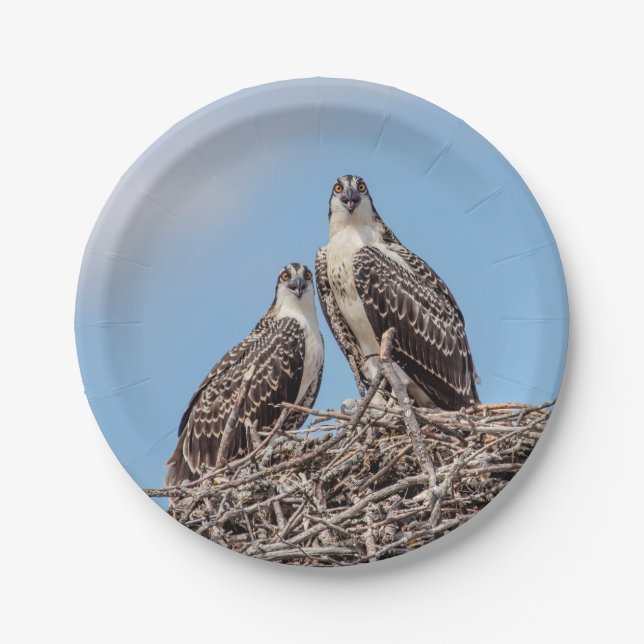 Juvenile Osprey in the nest Paper Plate (Front)