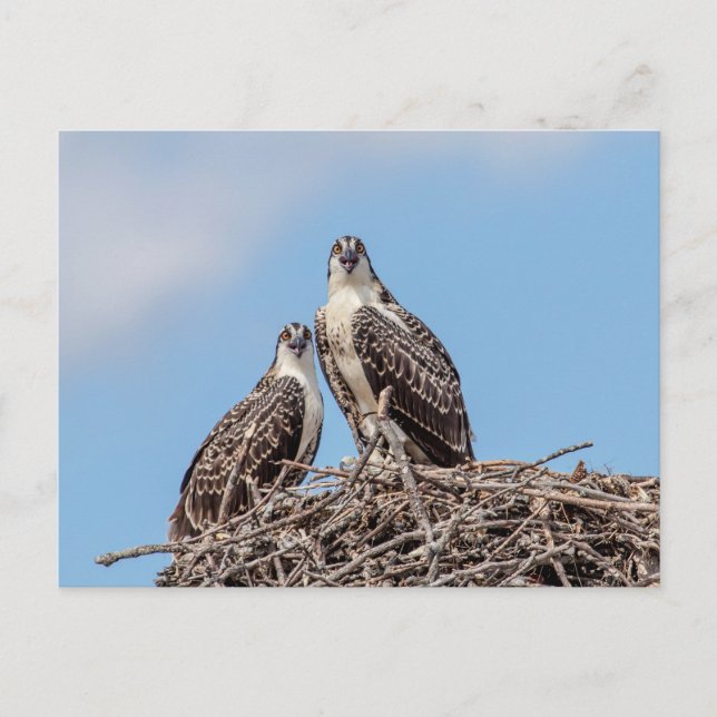 Juvenile Osprey in the nest Postcard (Front)