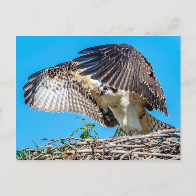 Juvenile Osprey in the nest Postcard (Front)