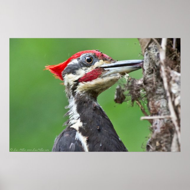 Juvenile Pileated Woodpecker Feeding Poster (Front)