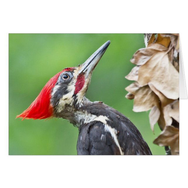Juvenile Pileated Woodpecker Profile Gifts Apparel (Front Horizontal)