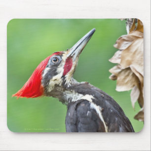 Juvenile Pileated Woodpecker Profile Gifts Apparel Mouse Mat