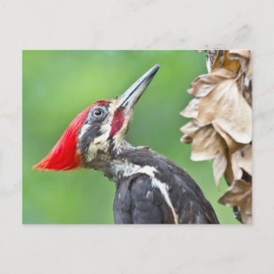 Juvenile Pileated Woodpecker Profile Gifts Apparel Postcard