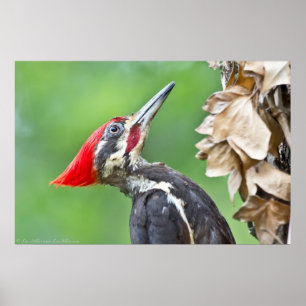 Juvenile Pileated Woodpecker Profile Poster