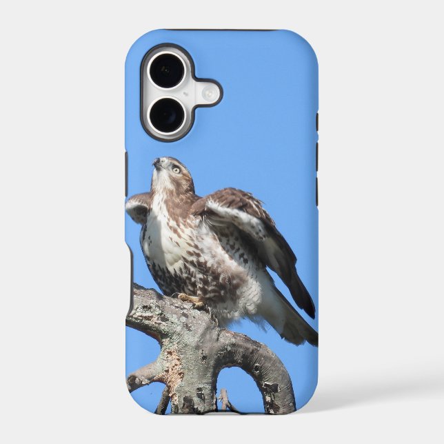 Juvenile Red Tail Hawk (Back)