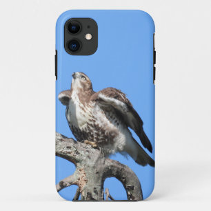 Juvenile Red Tail Hawk iPhone 11 Case