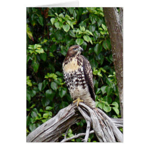 Juvenile red-tailed hawk
