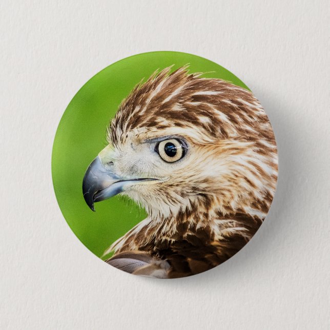 Juvenile Red Tailed Hawk 6 Cm Round Badge (Front)