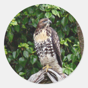 Juvenile red-tailed hawk classic round sticker
