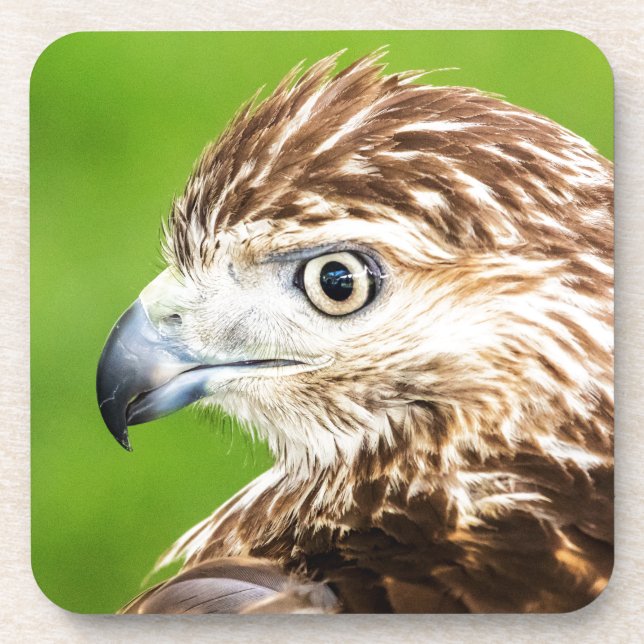 Juvenile Red Tailed Hawk Coaster (Front)