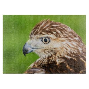 Juvenile Red Tailed Hawk Cutting Board