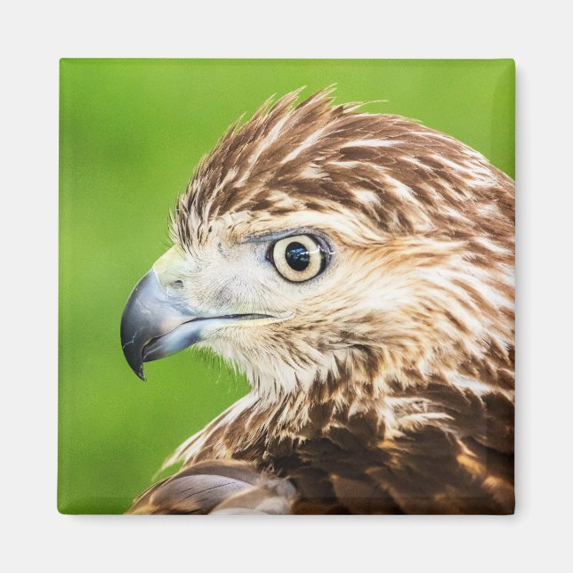 Juvenile Red Tailed Hawk Magnet (Front)