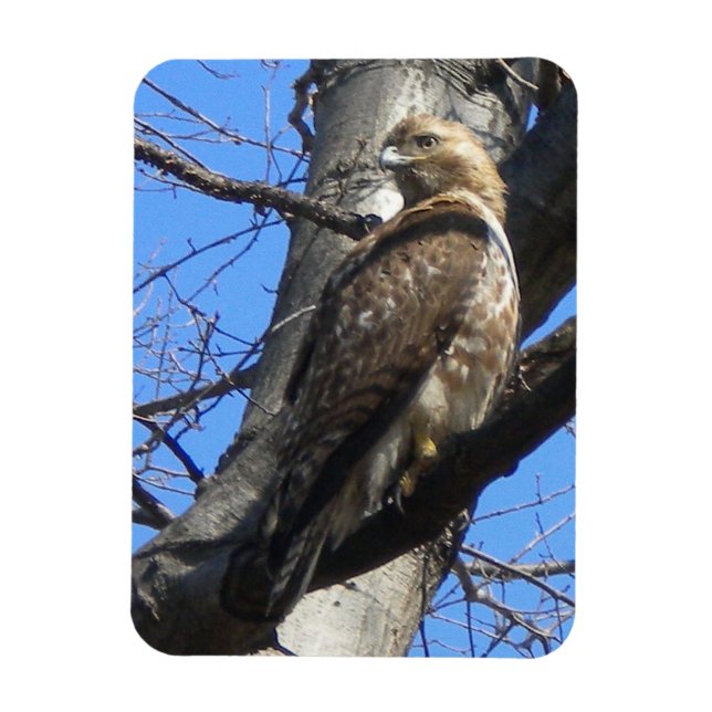 Juvenile Red Tailed Hawk Magnet (Vertical)