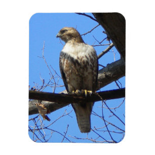 Juvenile Red Tailed Hawk Magnet