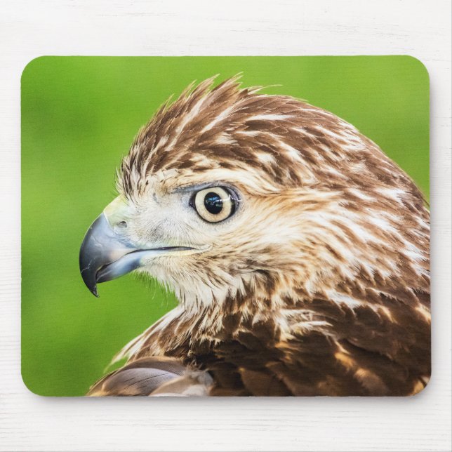 Juvenile Red Tailed Hawk Mouse Mat (Front)