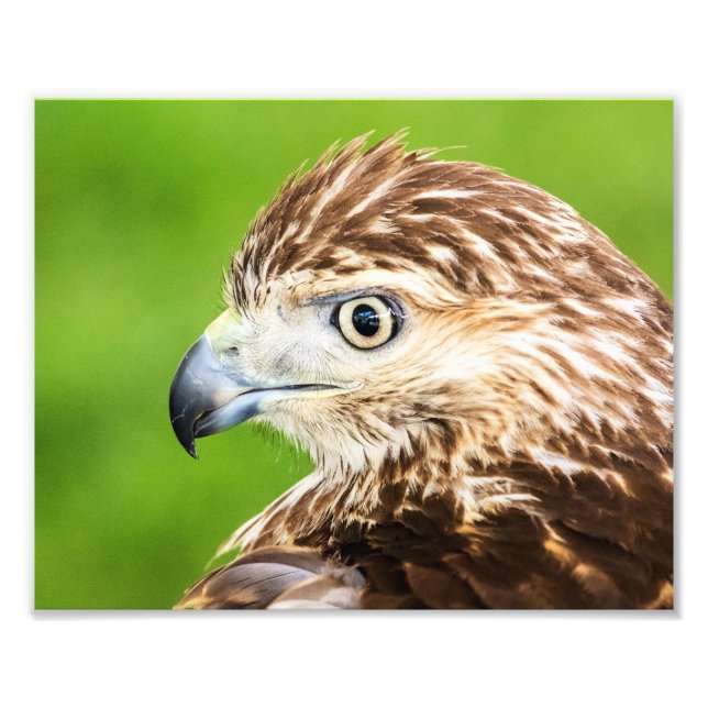 Juvenile Red Tailed Hawk Photo Print (Front)