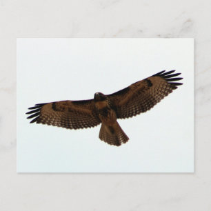 Juvenile Red-Tailed Hawk Postcard