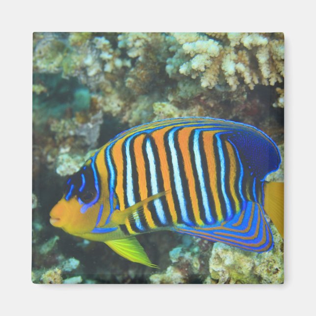 Juvenile Regal Angelfish Pygoplites Magnet (Front)
