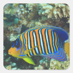 Juvenile Regal Angelfish Pygoplites Square Sticker
