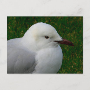 Juvenile silver gull postcard