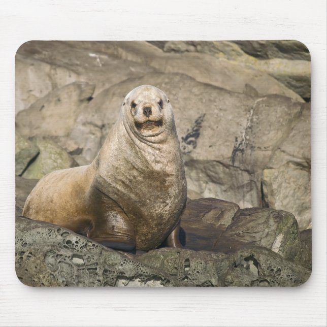 Juvenile Steller Sea Lion - Mouse Pad (Front)