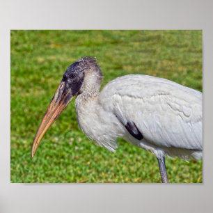 Juvenile Wood Stork Poster